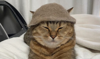 猫毛製のサウナハット。ブラッシングで出た毛で作ったこの帽子を被ってもらったら・・ととのちゃった?!