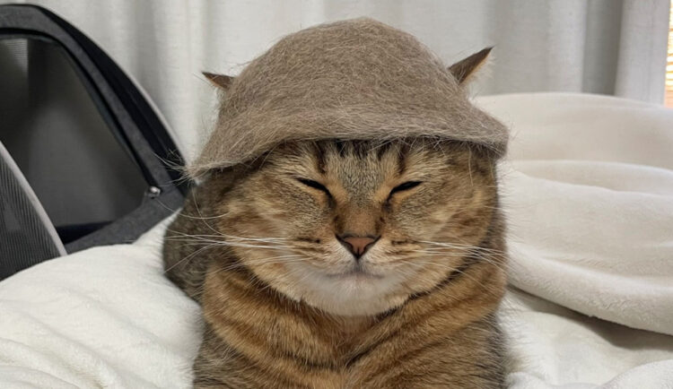 猫毛製のサウナハット。ブラッシングで出た毛で作ったこの帽子を被ってもらったら・・ととのちゃった？！