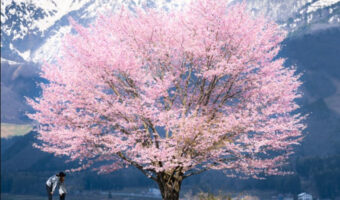 これは世界に誇れる美しさ!美しすぎる一本桜の写真に感動