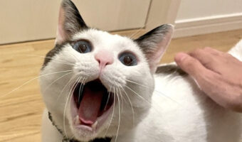 アクビする姿を褒めてたら、以来アクビの度に見せに来てくれるようになったアクビ猫がかわいすぎる