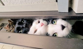 【猫だんご】これは凄い！奇跡の5段猫タワーを捉えた瞬間！