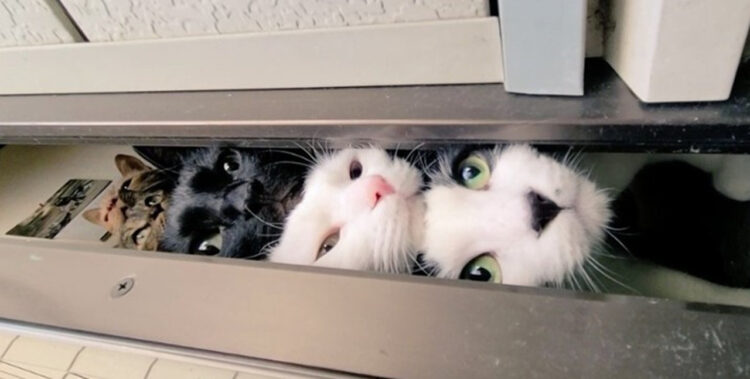 【猫だんご】これは凄い！奇跡の5段猫タワーを捉えた瞬間！