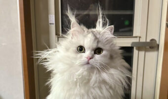 毛づくろいが下手すぎる猫の姿がTwitterで話題に!確かにこれは下手すぎる(笑)