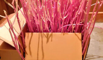 ふるさと納税の返礼品のジャガイモが届いたけど忘れて放置してしまった結果・・・凄いことになった！