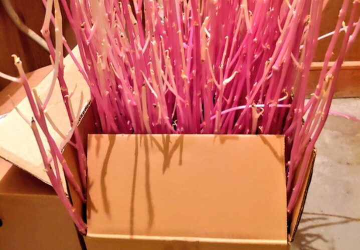 ふるさと納税の返礼品のジャガイモが届いたけど忘れて放置してしまった結果・・・凄いことになった！