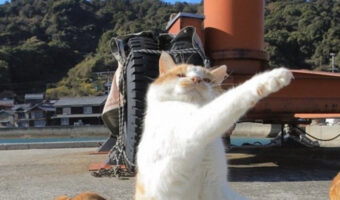 変身ポーズが決まってる！かわいい瞬間を切り取った「立ち猫」写真が最高