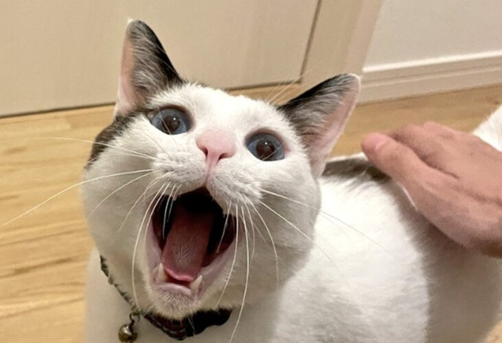 アクビする姿を褒めてたら、以来アクビの度に見せに来てくれるようになったアクビ猫がかわいすぎる