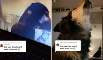 犬のカップルTikTokerが大人気!飼い主さんの仕事の都合で離ればなれになった2匹は、ビデオ通話で遠距離恋愛を続けています!