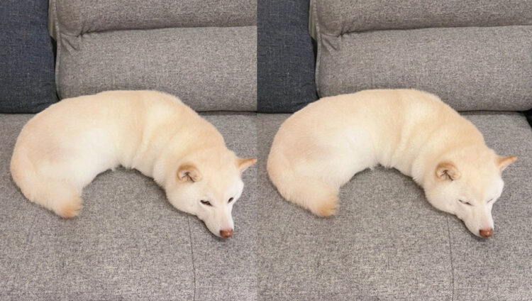 え？まるで焼く前のクロワッサンみたいなってしまった白柴！どうなってんの！？と話題に！