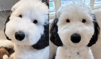 世界的で最も有名な犬「スヌーピー」が実在した!スヌーピーにそっくりな犬のベイリーが話題に