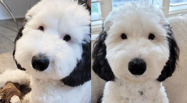 世界的で最も有名な犬「スヌーピー」が実在した！スヌーピーにそっくりな犬のベイリーが話題に