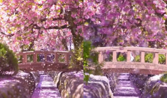 凄すぎる桜吹雪の映像！美しすぎて心が洗われる気がする