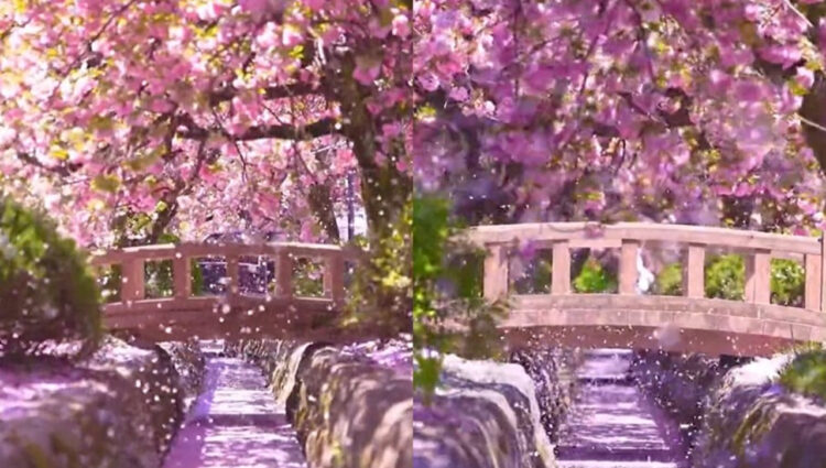 凄すぎる桜吹雪の映像！美しすぎて心が洗われる気がする