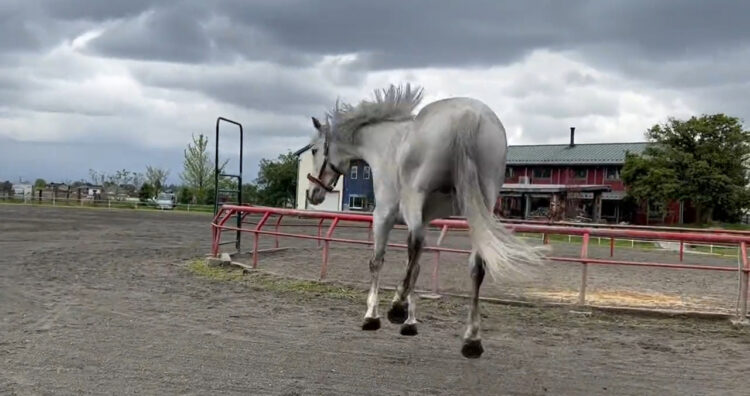 こんな楽しそうにはしゃぐ馬初めて見た！放牧が嬉しすぎてはしゃいじゃう馬がかわいすぎる！
