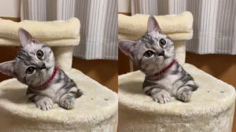 見てると自然とつられて首をかしげてしまう動画！あなたもこの可愛い子に絶対つられてしまうはず！