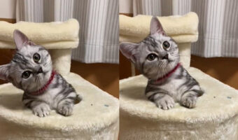 見てると自然とつられて首をかしげてしまう動画!あなたもこの可愛い子に絶対つられてしまうはず!