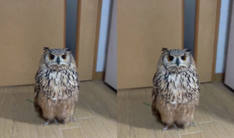 最小限の動きで最大限のかわいさ!!フクロウの「うん」が最高すぎる!