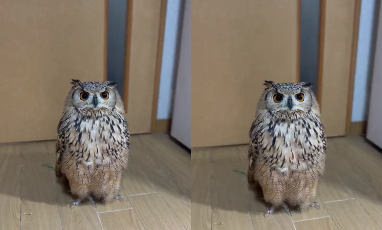 最小限の動きで最大限のかわいさ！！フクロウの「うん」が最高すぎる！