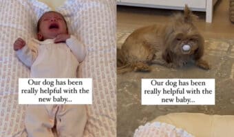 赤ちゃんが急に泣きだしちゃった。。。泣かせた犯人を見ると原因は明白でした（笑）