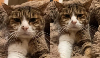 【至高の動画】なんと、スマホを胸の上に置いて眺めると猫ちゃんにモミモミマッサージされているように錯覚できる動画！