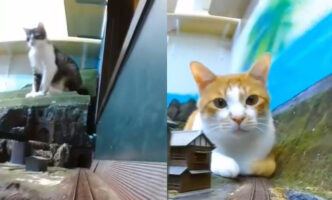 トンネルを抜けるとそこは猫！？安心安全の夢の路線「猫猫線」の映像のワクワク感が堪らない！