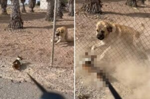 散歩中の17歳の小型犬。負けん気が強いこの子は、体格のいい超大型犬を前にして突然元気に！！