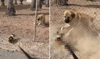 散歩中の17歳の小型犬。負けん気が強いこの子は、体格のいい超大型犬を前にして突然元気に！！