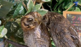 これは尊い!フクロウが自分の羽を異性にプレゼントするところを捉えた映像が素敵!