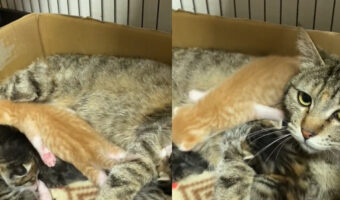子猫が母猫の上を泳いでる?動画を見ると、想像以上に泳いでてかわいかった!