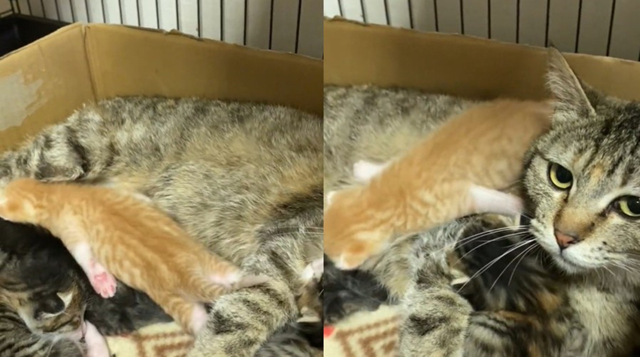 子猫が母猫の上を泳いでる？動画を見ると、想像以上に泳いでてかわいかった！