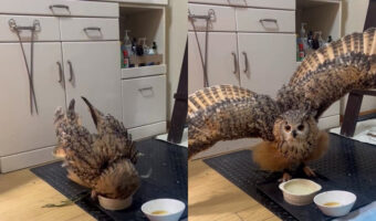 わちゃわちゃ！フクロウの洗顔する光景がワイルドすぎる！その後の決めポーズでのドヤ顔も素敵！