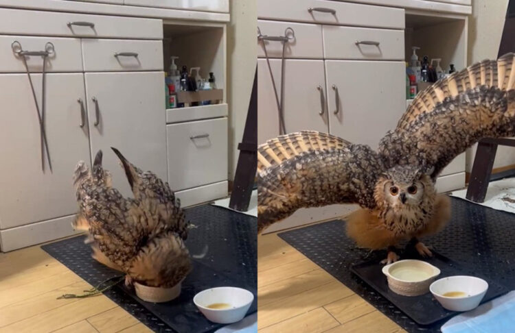 わちゃわちゃ！フクロウの洗顔する光景がワイルドすぎる！その後の決めポーズでのドヤ顔も素敵！