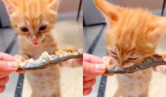 干物を持って立ってがっつく子猫の映像がかわいすぎる!