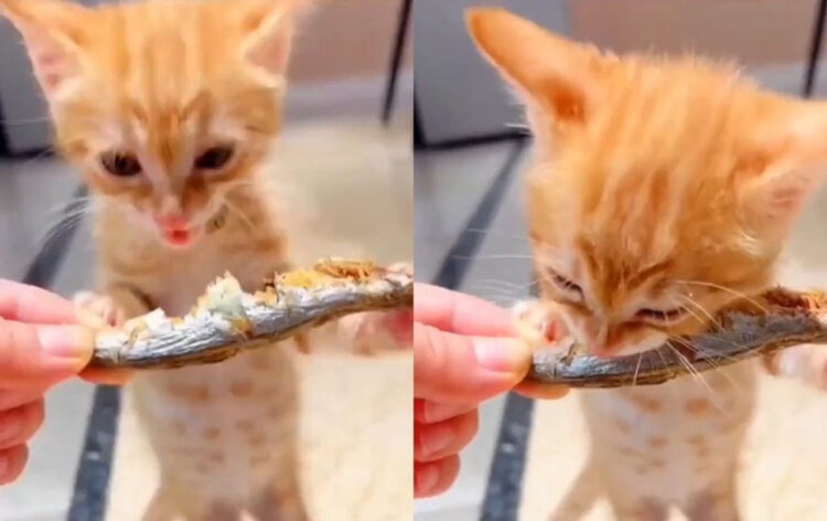 干物を持って立ってがっつく子猫の映像がかわいすぎる！