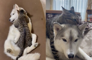 誰にも渡さないニャ！ハスキーの事が好きすぎる猫ちゃんのくっつき虫動画が尊い！
