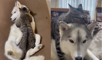 誰にも渡さないニャ!ハスキーの事が好きすぎる猫ちゃんのくっつき虫動画が尊い!