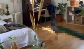 部屋の中を見た瞬間、驚きの声を上げた女性。そこにいたのは・・、色鮮やかな『あの生き物』です！！【海外・動画】