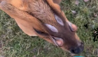 このシカには目が6つある?両目の他に目の下と額に目らしきモノが・・。その正体とは!?