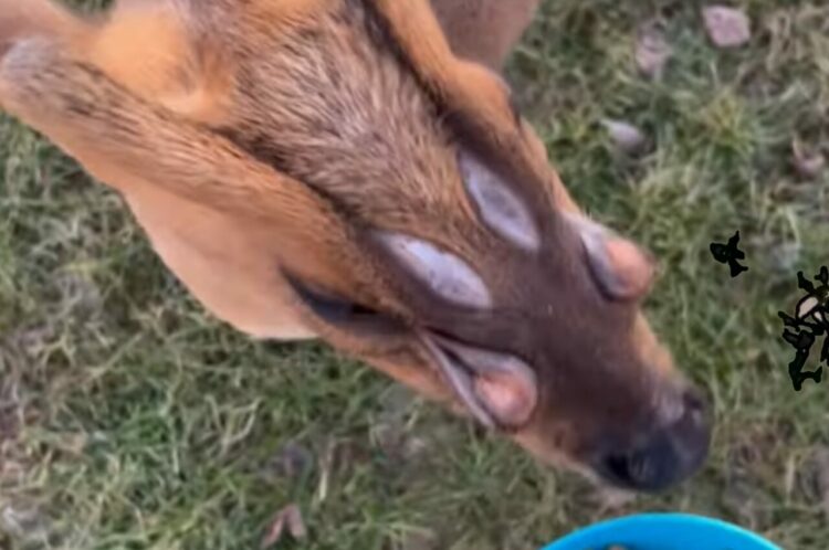 このシカには目が6つある？両目の他に目の下と額に目らしきモノが・・。その正体とは！？