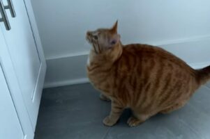 洗面台にのぼりたい猫。ジャンプしようと構えたものの、躊躇してしまってなかなか踏み出せません！！【アメリカ・動画】