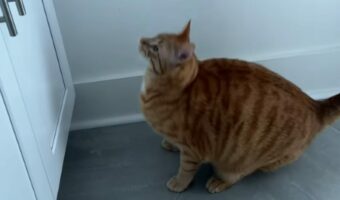 洗面台にのぼりたい猫。ジャンプしようと構えたものの、躊躇してしまってなかなか踏み出せません！！【アメリカ・動画】