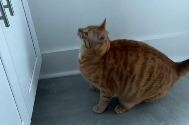 洗面台にのぼりたい猫。ジャンプしようと構えたものの、躊躇してしまってなかなか踏み出せません！！【アメリカ・動画】