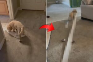 トイレットペーパーをオモチャにして遊ぶゴールデンレトリバーの子犬。現場を飼い主さんに見つかると・・【アメリカ・動画】