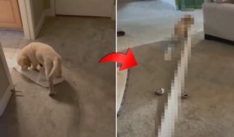 トイレットペーパーをオモチャにして遊ぶゴールデンレトリバーの子犬。現場を飼い主さんに見つかると・・【アメリカ・動画】