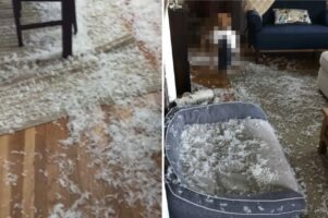 床一面に大量の羽毛が散乱している？！？！とんでもないこのイタズラはいったい誰が・・？？【アメリカ・動画】