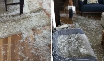 床一面に大量の羽毛が散乱している？！？！とんでもないこのイタズラはいったい誰が・・？？【アメリカ・動画】
