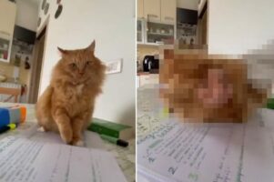 「勉強しちゃダメ！」って言ってる？宿題に取り掛かろうとペンを構えたら・・、愛猫が全力で妨害してきました！！