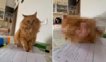 「勉強しちゃダメ!」って言ってる?宿題に取り掛かろうとペンを構えたら・・、愛猫が全力で妨害してきました!!