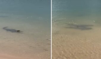 浅瀬で一頭のワニを発見!さらにその周りには、別の『危険生物』の群れが悠々と泳いでいて・・!!【海外・動画】