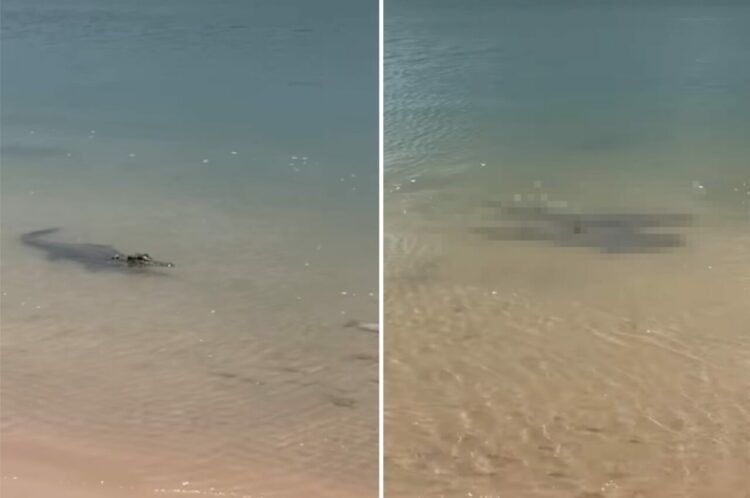 浅瀬で一頭のワニを発見！さらにその周りには、別の『危険生物』の群れが悠々と泳いでいて・・！！【海外・動画】